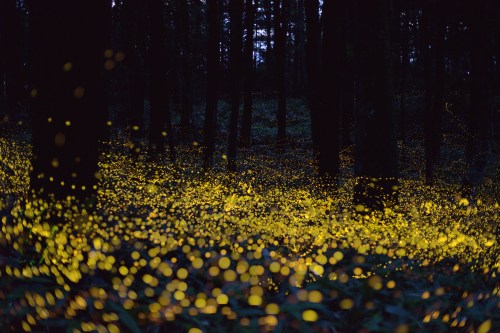 fireflies-Yuki-Saro-3.jpg